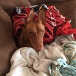 How to Create a Dog-Friendly Apartment (+ Our Top Recommendations)