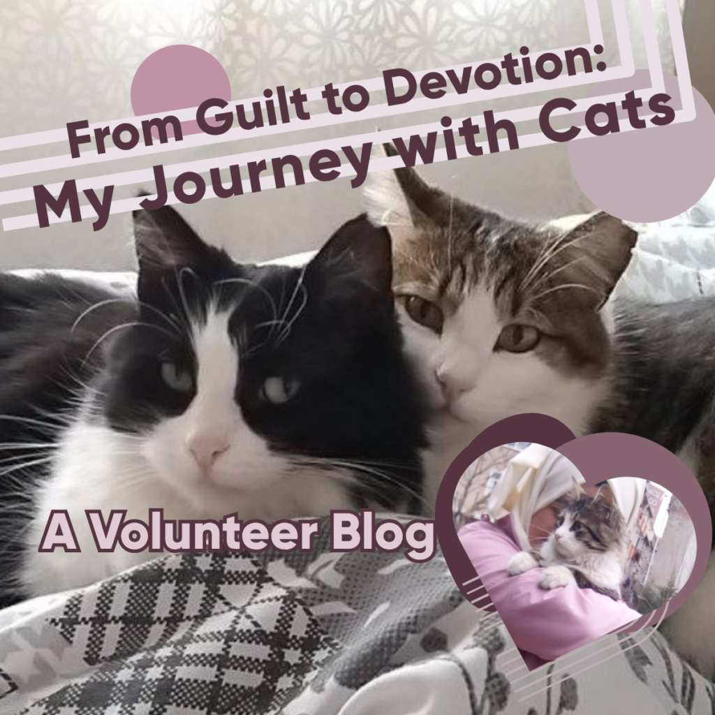 From Guilt to Devotion: My Journey with Cats – A Volunteer Blog
