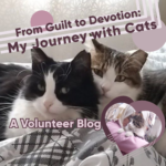 From Guilt to Devotion: My Journey with Cats – A Volunteer Blog