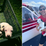 Abandoned In A Box, Archie & Winston Are Finally On Their Way To A Brighter Future