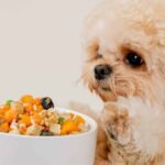 I’ve Seen Hundreds of Dog Diets. Here’s Why Fresh Food From Golden Child Is Different