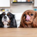 Why Is My Dog Always Hungry?
