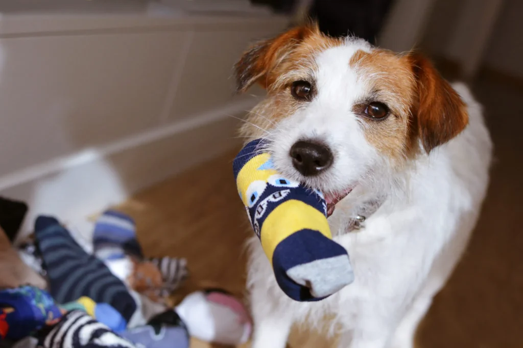 DIY Dog Toys – Whole Dog Journal