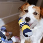 DIY Dog Toys – Whole Dog Journal