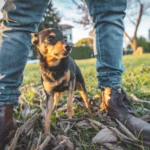 Do Dogs Smell Fear? – Whole Dog Journal