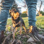 Do Dogs Smell Fear? – Whole Dog Journal