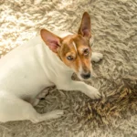 How to Get Dog Poop Out of a Carpet