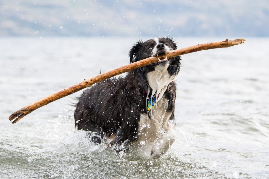 Dog Perfume – Whole Dog Journal