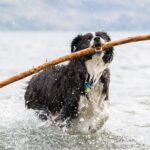 Dog Perfume – Whole Dog Journal