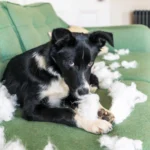 Do Dogs Feel Guilt? – Whole Dog Journal