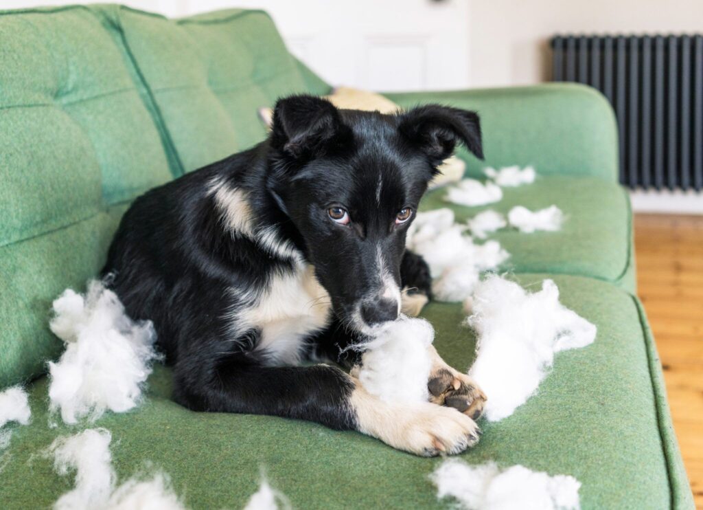 Do Dogs Feel Guilt? – Whole Dog Journal
