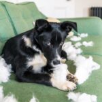 Do Dogs Feel Guilt? – Whole Dog Journal