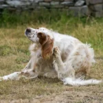 Picking the Best Flea and Tick Pill for Your Dog