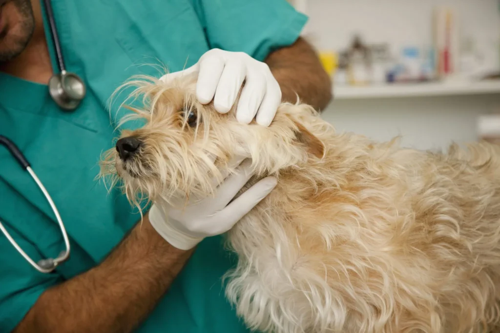 Fluconazole for Dogs – Whole Dog Journal