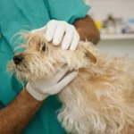 Fluconazole for Dogs – Whole Dog Journal