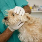 Fluconazole for Dogs – Whole Dog Journal
