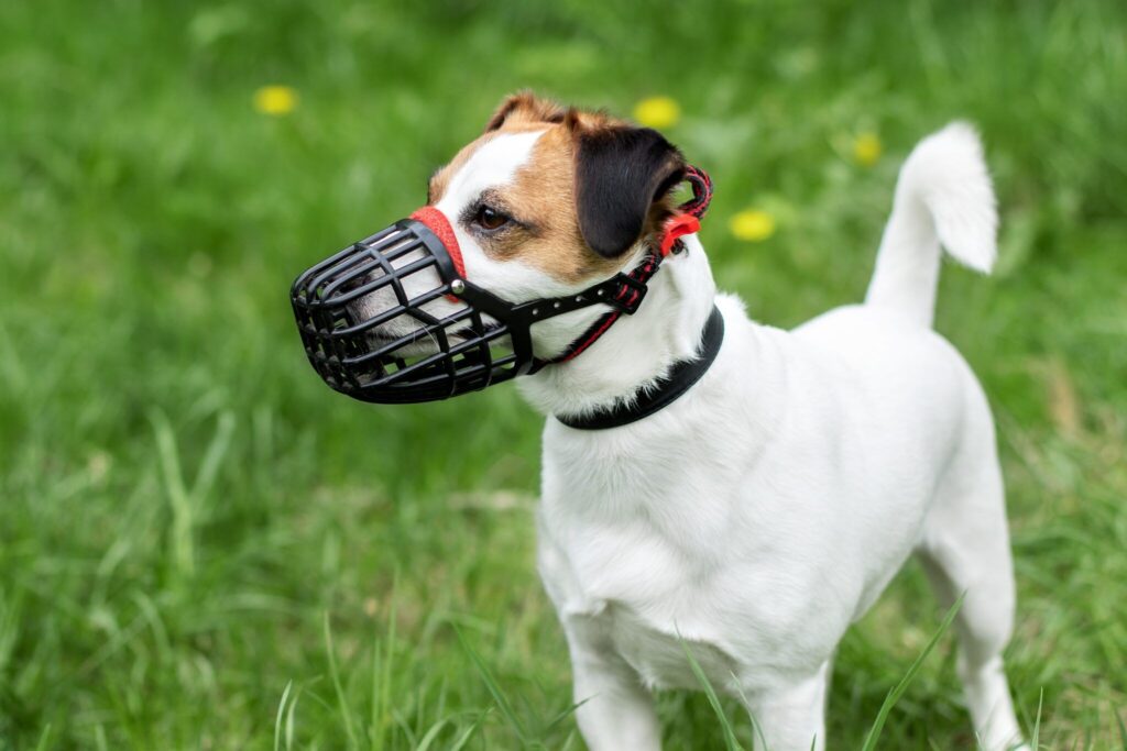 Best Dog Training Muzzles – Whole Dog Journal