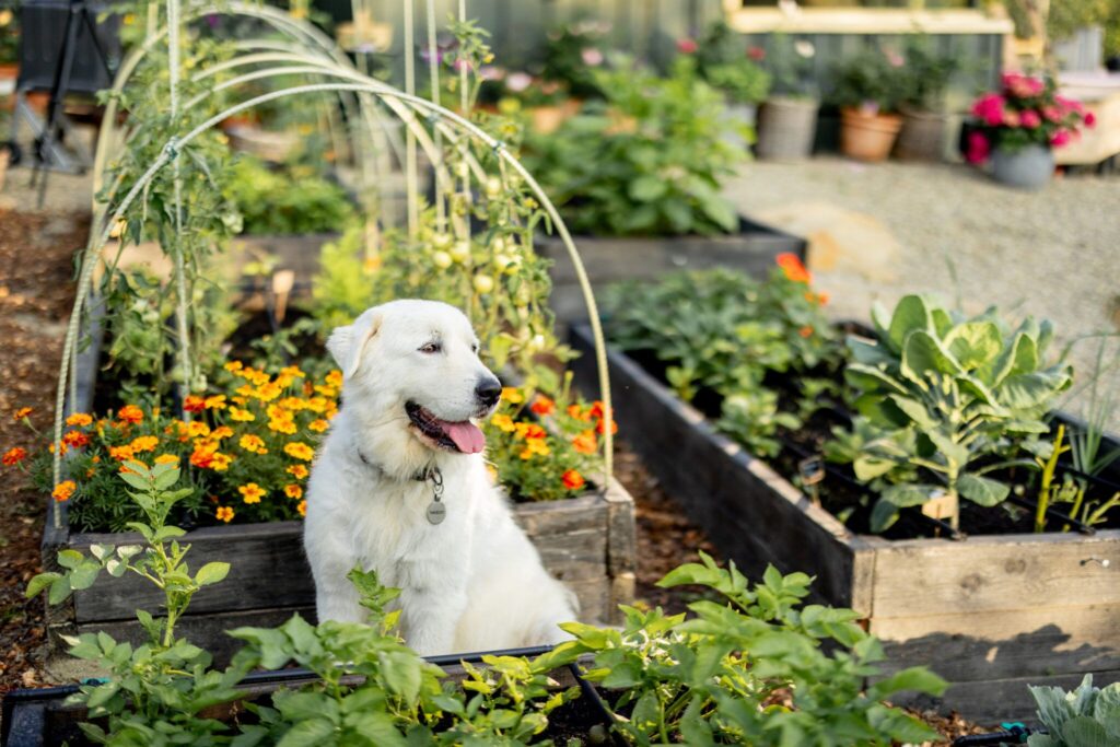 Can You Use Dog Poop as Fertilizer?