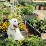 Can You Use Dog Poop as Fertilizer?