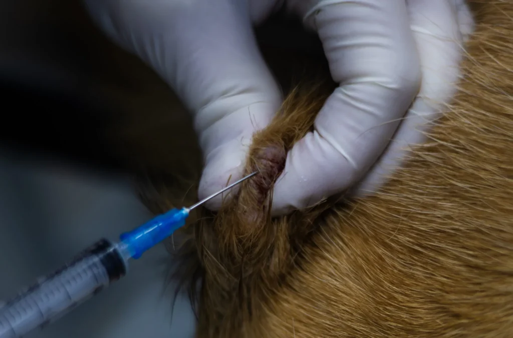 Mast Cell Tumor vs. Histiocytoma