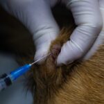 Mast Cell Tumor vs. Histiocytoma