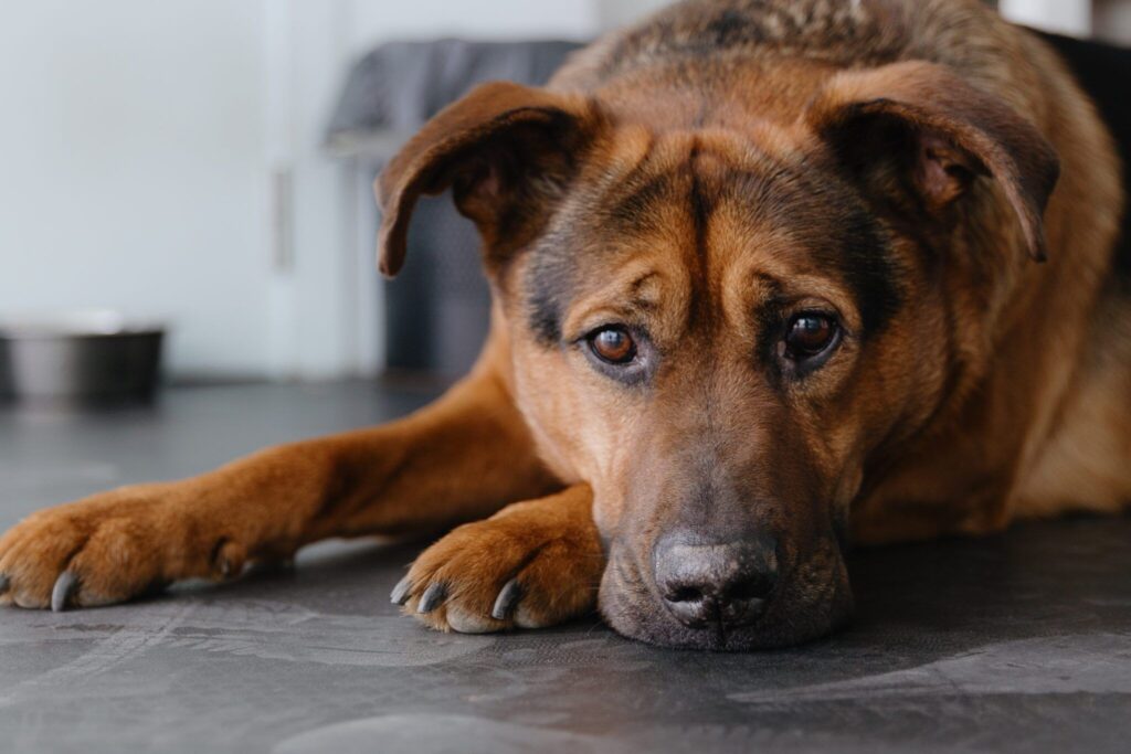 Colitis in Dogs – Whole Dog Journal
