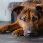 Colitis in Dogs – Whole Dog Journal