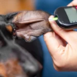 Best Dog Food for Diabetic Dogs