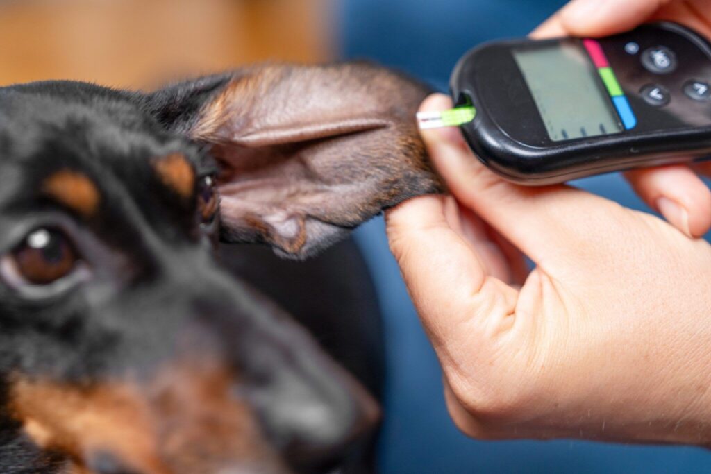 Best Dog Food for Diabetic Dogs