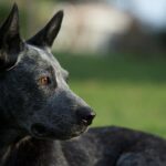 Australian Stumpy Tail Cattle Dog