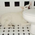 Why Your Dog Is Afraid of Thunder