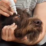 Can You Use Human Eye Drops on Dogs?
