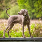 Hypertrophic Osteodystrophy vs. Panosteitis in Dogs