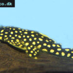 Gold Nugget pleco and Mango pleco finally described by science
