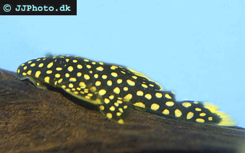 Gold Nugget pleco and Mango pleco finally described by science