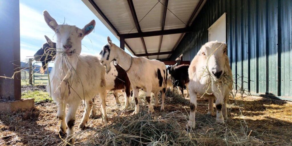 More Than 230 Goats Free After Oregon Dairy Bust!