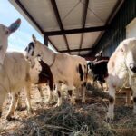 More Than 230 Goats Free After Oregon Dairy Bust!