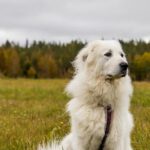 Is the Great Pyrenees a Good Fit for Your Lifestyle?