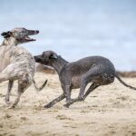 The Best 7 Greyhound Activity Trackers For 2026