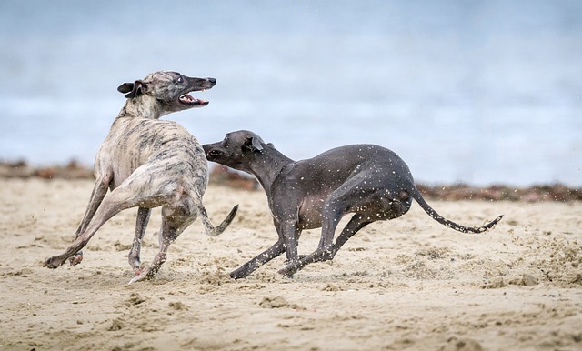 The Best 7 Greyhound Activity Trackers For 2026