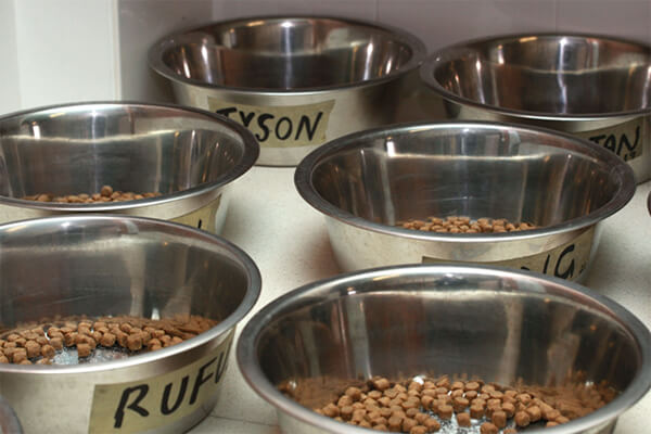 What are racing greyhounds fed? Essential Tips – KeepingDog