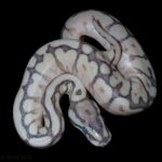 HGW/Yellow Belly + ??? (parents genetics known)