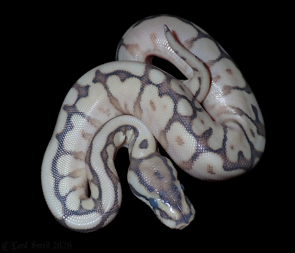 HGW/Yellow Belly + ??? (parents genetics known)