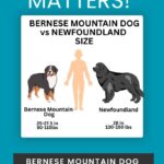Bernese Mountain Dog vs. Newfoundland: Which Gentle Giant Is Right for You?