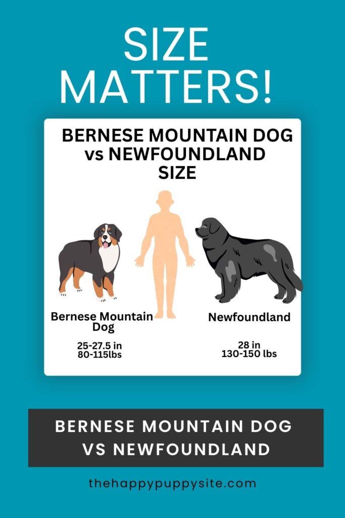 Bernese Mountain Dog vs. Newfoundland: Which Gentle Giant Is Right for You?