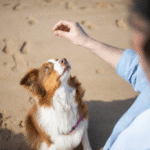 Using Hand Signals to Train Your Dog
