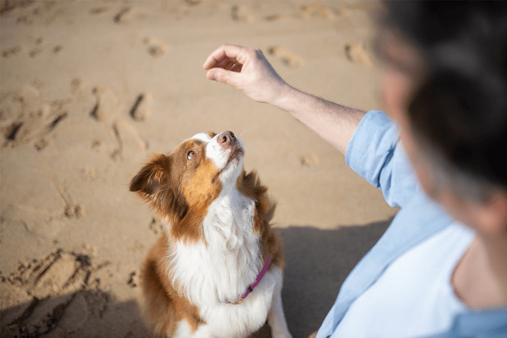 Using Hand Signals to Train Your Dog