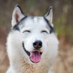 Understanding your dog’s personality with Five Element theory