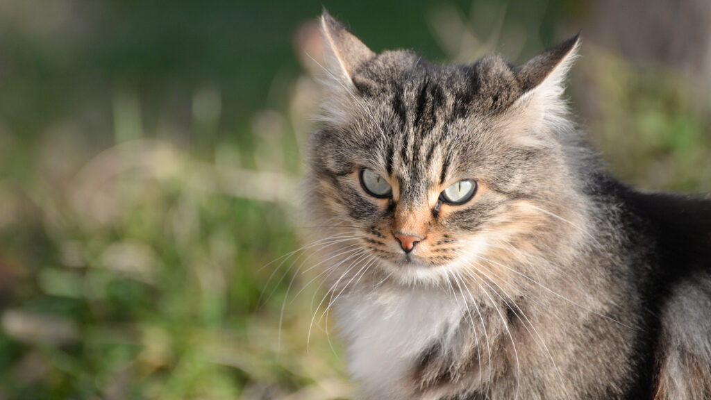What Are Airplane Ears in Cats and What Do They Mean?