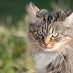 What Are Airplane Ears in Cats and What Do They Mean?